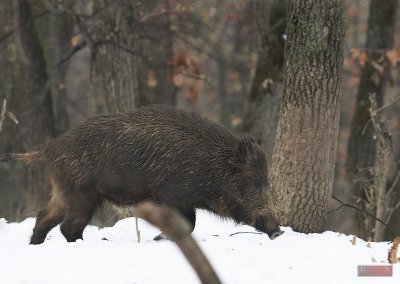 Wild boar - 9662-3.jpg