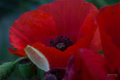 Poppy - IMG_1045.jpg