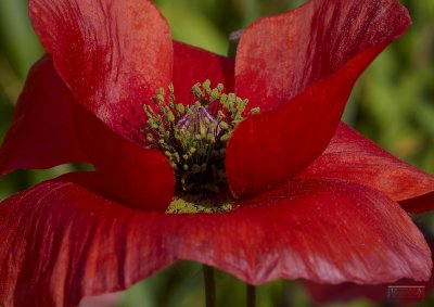 Poppy - IMG_1085.jpg