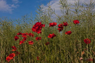 Poppies - IMG_1143.jpg