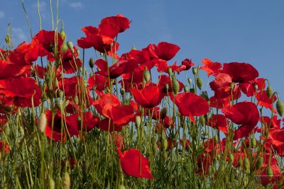 Poppies - IMG_1151.jpg