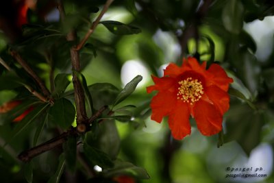 foresta di colori