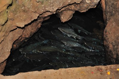 Fish Cave, Mae Hong Son Province