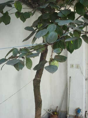 persimmon