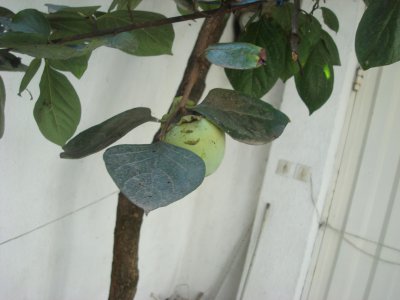 20090903_Khormalu2_DSC05915.JPG