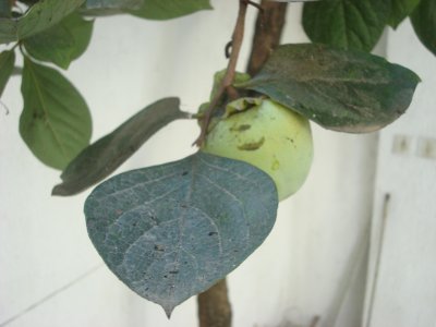 20090903_Khormalu3_DSC05916.JPG