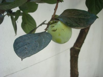 20090903_Khormalu4_DSC05919.JPG