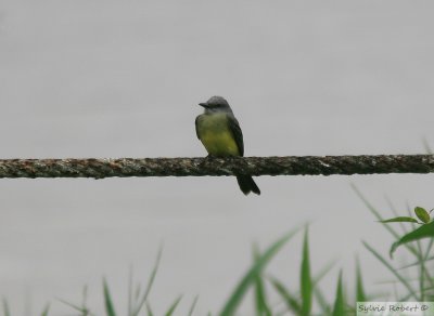 Tyran mlancolique<br>Tropical kingbird<br>Gamboa Rainforest Resort<br>8 janvier 2011
