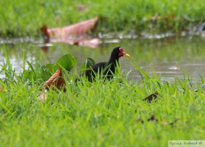 Jacana noirWattled JacanaGamboa Rainforest Resort8 janvier 2011