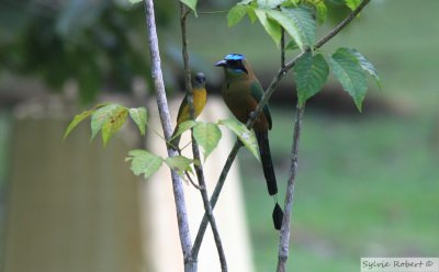 Motmot Carabe & Tangara  tte griseWhooping Motmot & Gray-headed TanagerGamboa rainforest resort10 janv. 2011