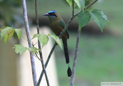 Motmot CarabeWhooping MotmotGamboa rainforest resort10 janvier 2011