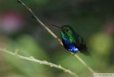 Colibri de JulieViolet-bellied HummingbirdGamboa rainforest resort11 janvier 2011