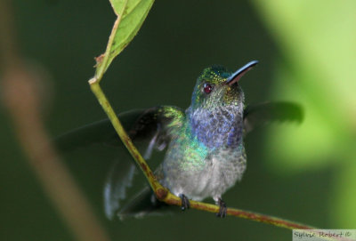 Ariane aimableBlue-chested HummingbirdDiscovery center12 janvier 2011