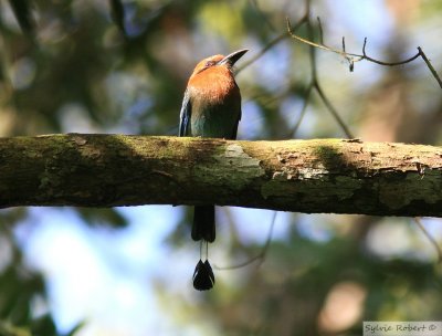 Motmot  bec largeBroad-billed MotmotSemaphore Hill13 janvier 2011