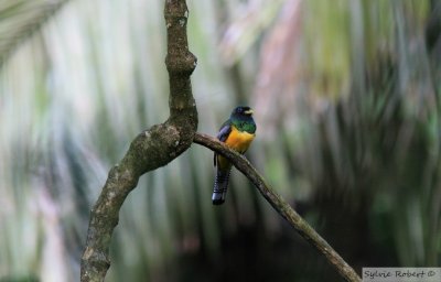 Trogon auroreBlack-throated TrogonSemaphore Hill13 janvier 2011