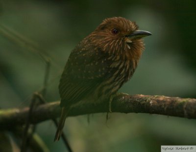 Tamatia de Lafresnaye mleMale White-whiskered PuffbirdSemaphore Hill13 janvier 2011