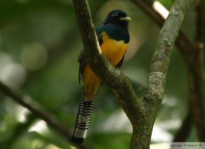 Trogon auroreBlack-throated TrogonSemaphore Hill13 janvier 2011