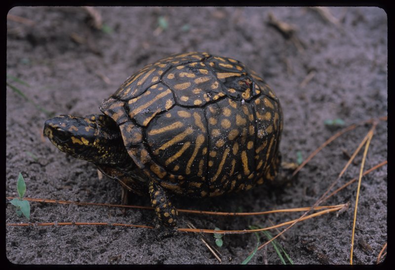 Florida Box Turtle