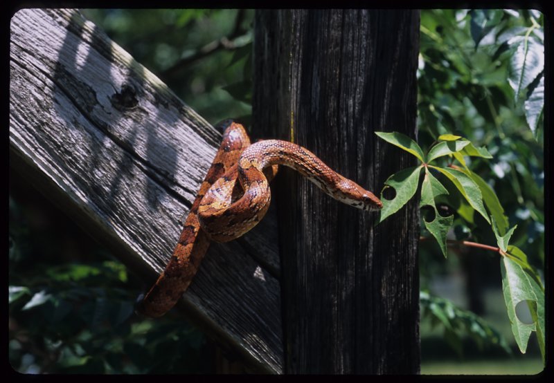 Red Rat Snake (Elaphe guttata guttata)