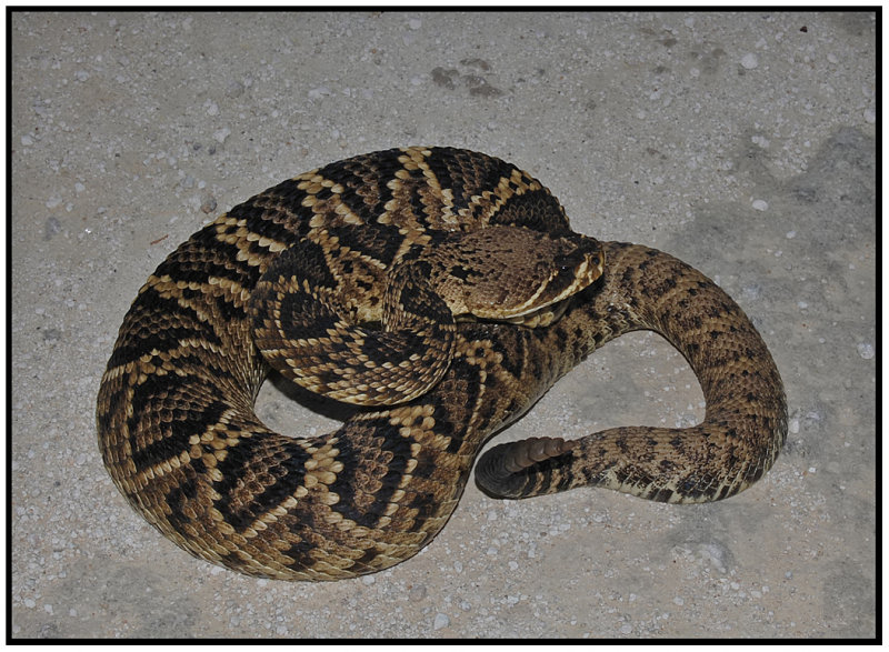 Eastern Diamondback Rattle Snake (Crotalus adamanteus)