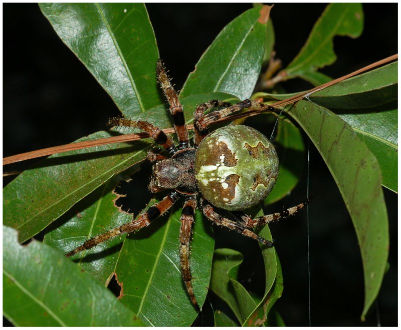 Giant Lichen Orbweaver (Araneus bicentenarius)