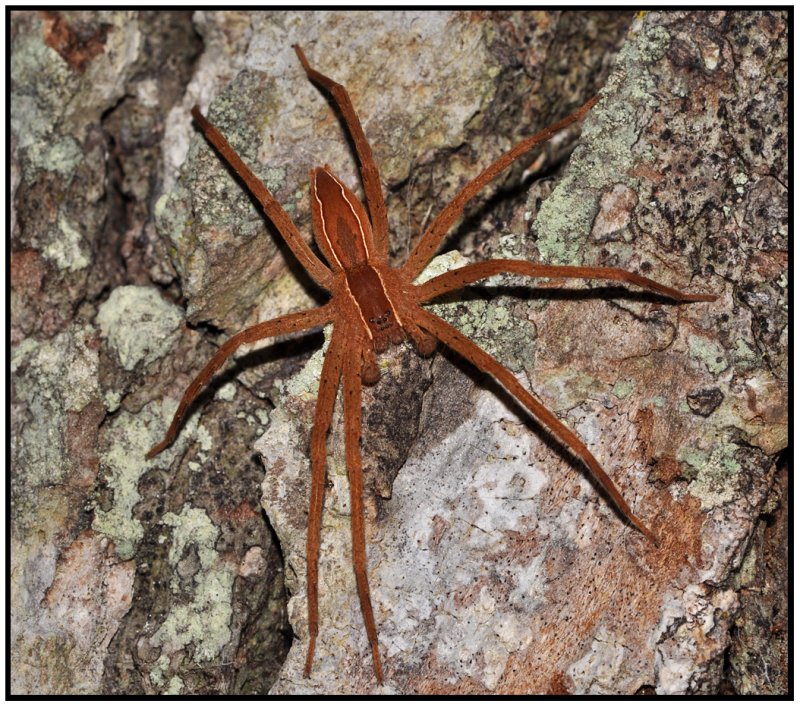 Nursery Web Spider (Pisaurina mira)