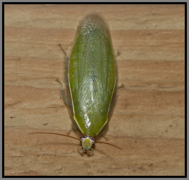 Cuban Cockroach (Panchlora nivea)