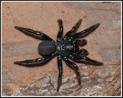Trapdoor Spider Male (Ummidia)