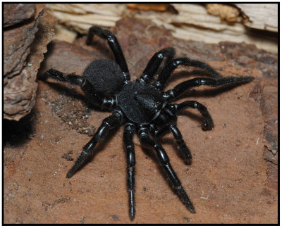 Trapdoor Spider Male (Ummidia)