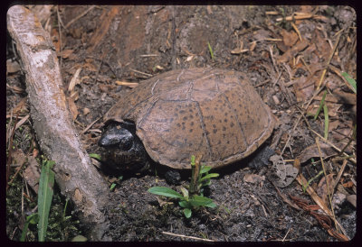 Loggerhead Musk Turtle