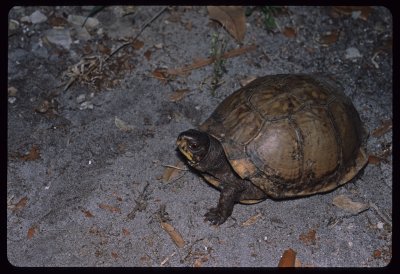 Gulf Coast Box Turtle