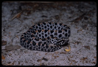 Dusky Pygmy Rattlesnake (Sistrurus miliarius barbouri)