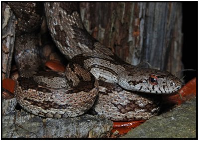 Gulf Hammock Rat Snake (Intergrade)