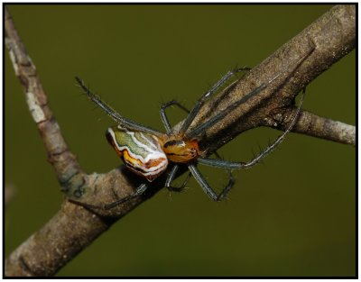 Basilica Spider (Mecynogea Lemniscata)