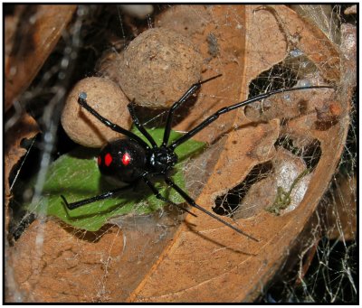 Northern Black Widow (Latrodectus variolus)