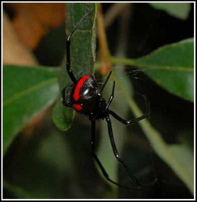 Northern Black Widow (Latrodectus variolus)