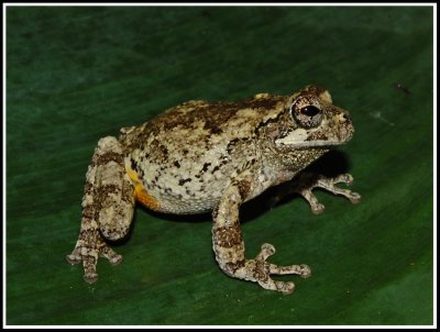 Cope's Gray Treefrog (Hyla chrysoscelis)