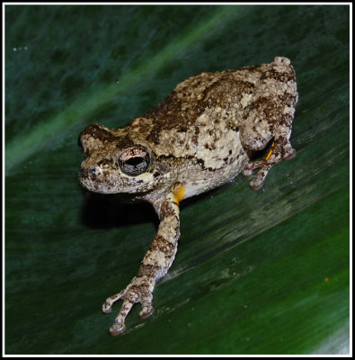 Cope's Gray Treefrog (Hyla chrysoscelis)