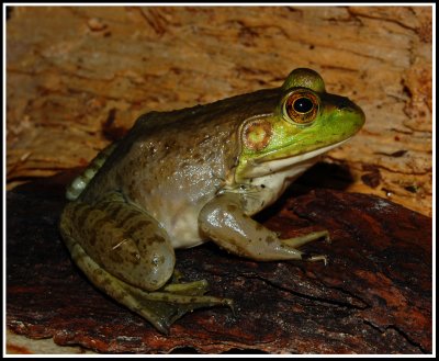 Pig Frog (Rana grylio)