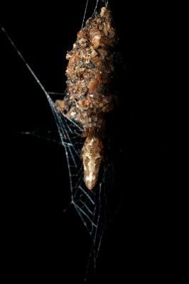 Trashline Orbweaver (Cyclosa caroli)