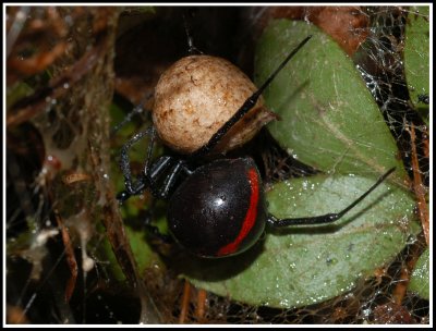 Northern Black Widow (Latrodectus variolus)