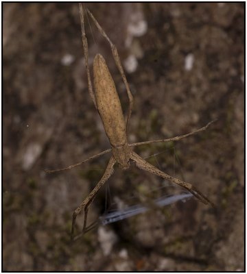 Ogrefaced Spider (Deinopis spinosa)