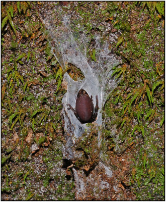 Purseweb Spider (Sphodros rufipes)