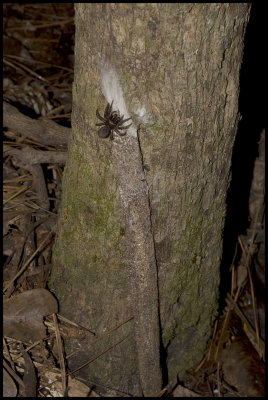 Purseweb Spider (Sphodros rufipes)