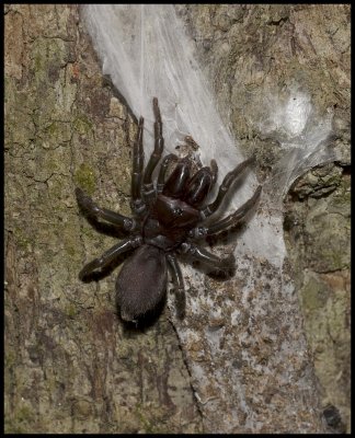 Purseweb Spider (Sphodros rufipes)