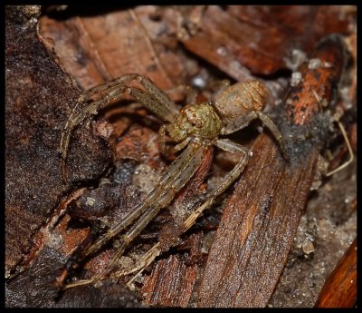 Twig Crab Spider (Tmarus rubromaculatus)