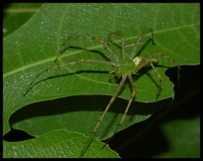 Green Lynx Spider (Peucetia viridans)