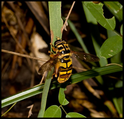 Yellowjacket Hover Fly (Milesia virginiensis)