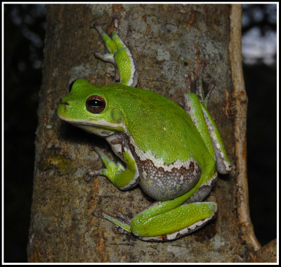 Barking Treefrog  (Hyla gratiosa)
