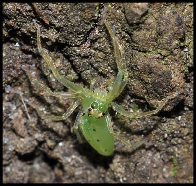 Magnolia Green Jumping Spider (Lyssomanes viridis)